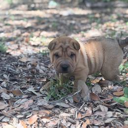 Everest - Fawn female Chinese Shar-Pei puppy in Lehigh Acres, Florida from Florida Wrinkles