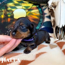Halea - Wild boar female Dachshund puppy in Columbia, Missouri from Royal Bloodline Canines