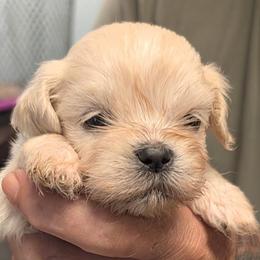 Joey - Cream male Lhasa Apso puppy in Fort Worth, Texas from Cynthia's Lhasa Apsos