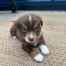 Juniper - Red tri-color male Australian Shepherd puppy in Hemet, California from Perfect Companion Aussie's