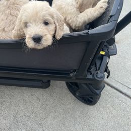 Goldendoodle Puppies from Lakes Golden Doodles