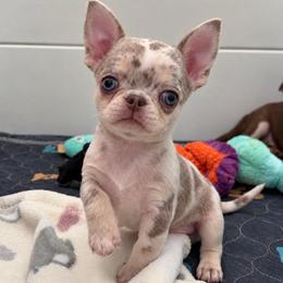 Colby - Merle male Chihuahua puppy in Newport Beach, California from Exotic City Pomeranians and chihuahuas