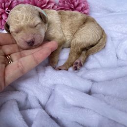Bernedoodle and Labradoodle Puppies from Royal Doodles