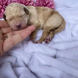 Bernedoodle and Labradoodle Puppies from Royal Doodles