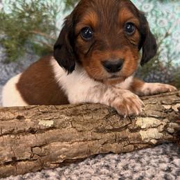 Arthur - Piebald male Dachshund puppy in Mountain Home, Arkansas from Furry Friends Kennel