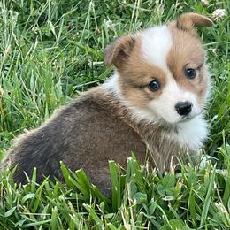 Milly - Red female Pembroke Welsh Corgi puppy in Mount Carmel, Tennessee from Hidden View Farm