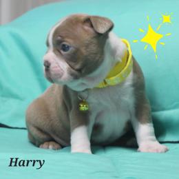 Harry - Lilac male Boston Terrier puppy in Brooksville, Florida from Delamorés Pups