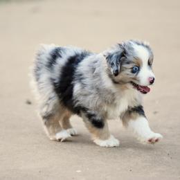 Hudson - Blue merle male Toy Australian Shepherd puppy in Wichita Falls, Texas from Shooting Stars Ranch Toy and Mini Aussies