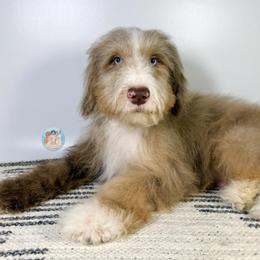 Midas - Merle male Double Doodle puppy in Southwest Ranches, Florida from Dandy Doodle Ranch