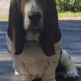 Basset Hounds from Laughery Valley Basset Hounds
