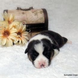 Pembroke Welsh Corgi Puppies from Sunnydale Corgis