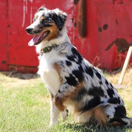 Remington - Miniature Australian Shepherd