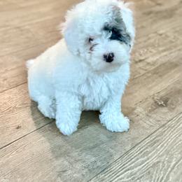 Sheepadoodle puppies from Serenity Creek Doodles
