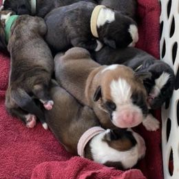 Boxers from Valiant Boxers