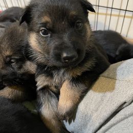 German Shepherd Puppies from Dady Shepherds