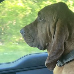 Basset Hounds from Beaver Creek Kennels