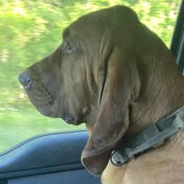 Basset Hounds from Beaver Creek Kennels