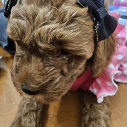 Angel - Red  Poodle puppy in Spring, Texas from Sondra's Miniature Poodles