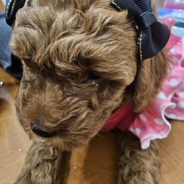 Angel - Red  Poodle puppy in Spring, Texas from Sondra's Miniature Poodles