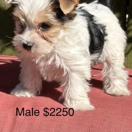 Boy 2 - Parti male Yorkshire Terrier puppy in Jacksonville, Arkansas from Royal Yorkie Terrier