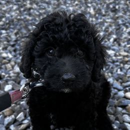 Jax - Cockapoo