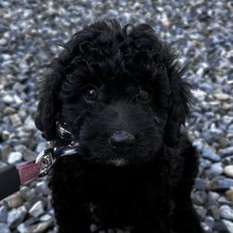 Jax - Cockapoo
