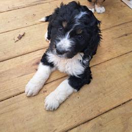 Tiffany - Tri-color female Bernedoodle puppy in Lafayette, Alabama from Williams Lake Doodles