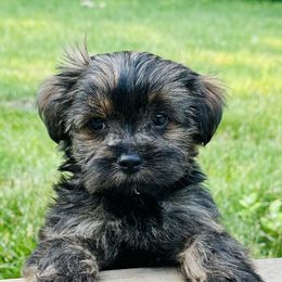 Companion Cross Puppies from Yorkies from the heart