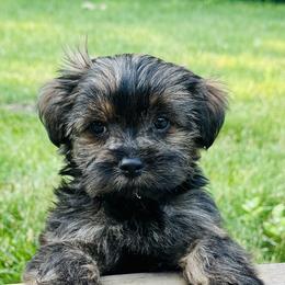 Companion Cross Puppies from Yorkies from the heart