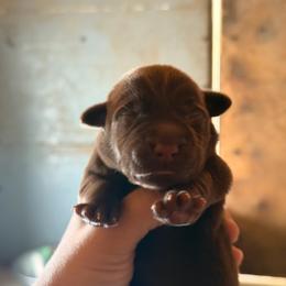 Brown - Chocolate male Labrador Retriever puppy in Millville, New Jersey from Creekside Canines