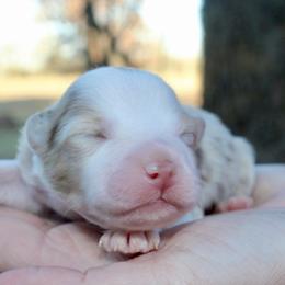 Snoopy - Red merle female Australian Shepherd puppy in Star City, Arkansas from Circle P Farm Australian Shepherds