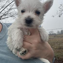 Blue boy - White male West Highland White Terrier puppy in Cullman, Alabama from Twin Lake Westies