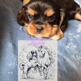 Cavalier King Charles Spaniel and Cavapoo Puppies from Unicorn Tears and Cavaliers