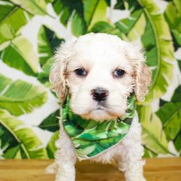 Nico - Buff and white male Cocker Spaniel puppy in Rattan, Oklahoma from Double M Cocker Spaniels
