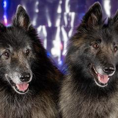 Belgian Tervuren from Snowflower Belgian Tervuren