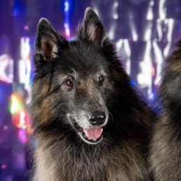 Belgian Tervuren from Snowflower Belgian Tervuren