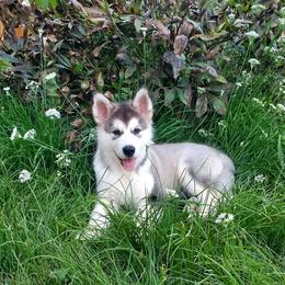 Alexis - Gray and white female Alaskan Malamute puppy in Marion, Iowa from ArctiCircle Alaskan Malamutes