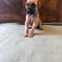Cane Corso Puppies from Cowan Farms