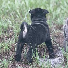 Vermithor - Black male Chinese Shar-Pei puppy in Lehigh Acres, Florida from Florida Wrinkles