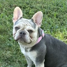 OPA - French Bulldog