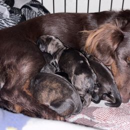 Dachshund Puppies from A Anchor Farm