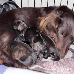 Dachshund Puppies from A Anchor Farm