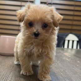 Dax - Apricot male Maltipoo puppy in Lebanon, Kentucky from Mosaic Merle Doodles