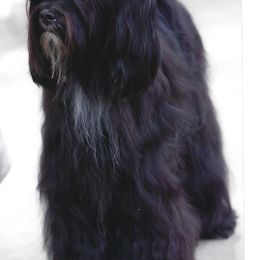 Tibetan Terriers from Dioghe Tibetan Terriers