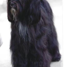 Tibetan Terriers from Dioghe Tibetan Terriers