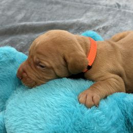 Orange Boy - Red golden male Vizsla puppy in Foley, Alabama from Paula's South Bama Vizslas