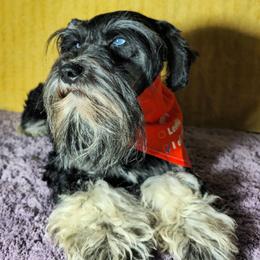 Hakeem - Black and silver male Miniature Schnauzer puppy in Texas from Blue Rose's Schnauzers
