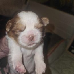 Boy 1 - Red and white Shih Tzu puppy in Cook County, Illinois from My Tzu Crew