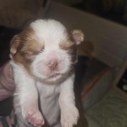Boy 1 - Red and white Shih Tzu puppy in Cook County, Illinois from My Tzu Crew