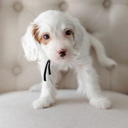 Smokey (black collar) - Parti male Goldendoodle puppy in Apopka, Florida from The Classic Doodle